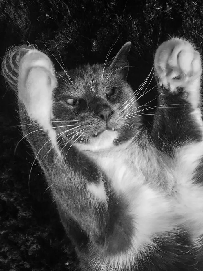 My Cat Malfunctioned
