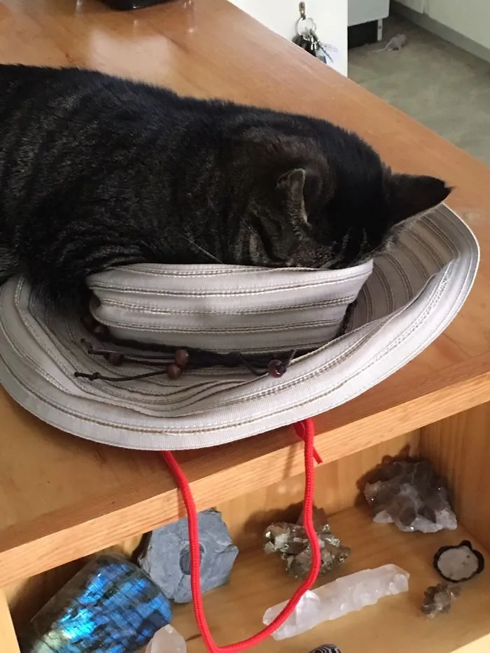 Hat Nap!