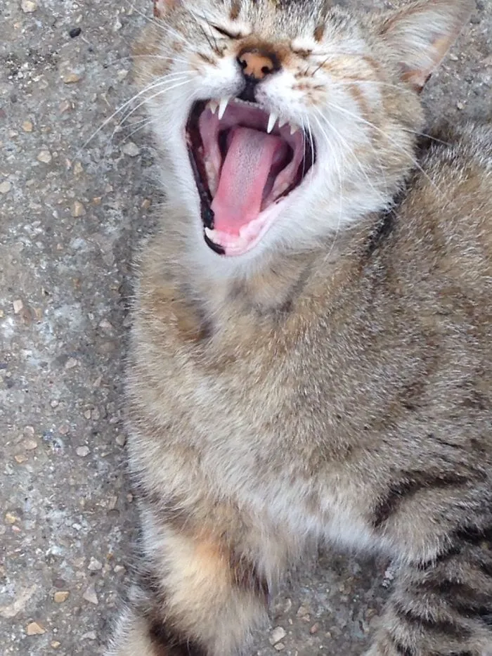 Roooaaaaaarrg!!!
