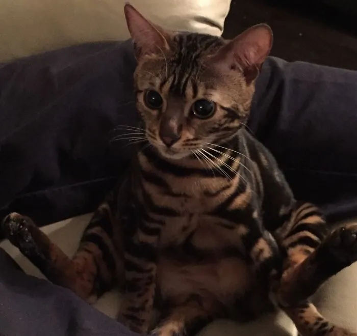 Yoga Kitty