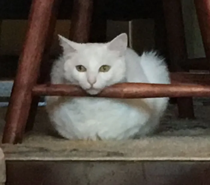 Bored Kitty