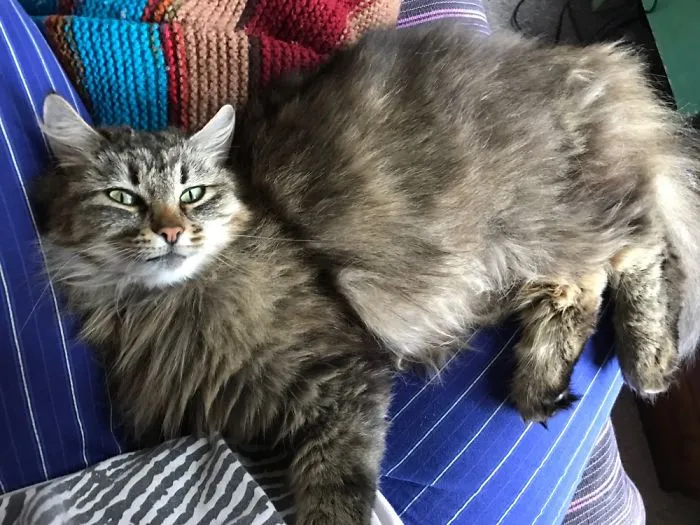 She Was On My Lap And Then I Slowly Moved My Legs Cause I Had To Get Up... She Didn't Move
