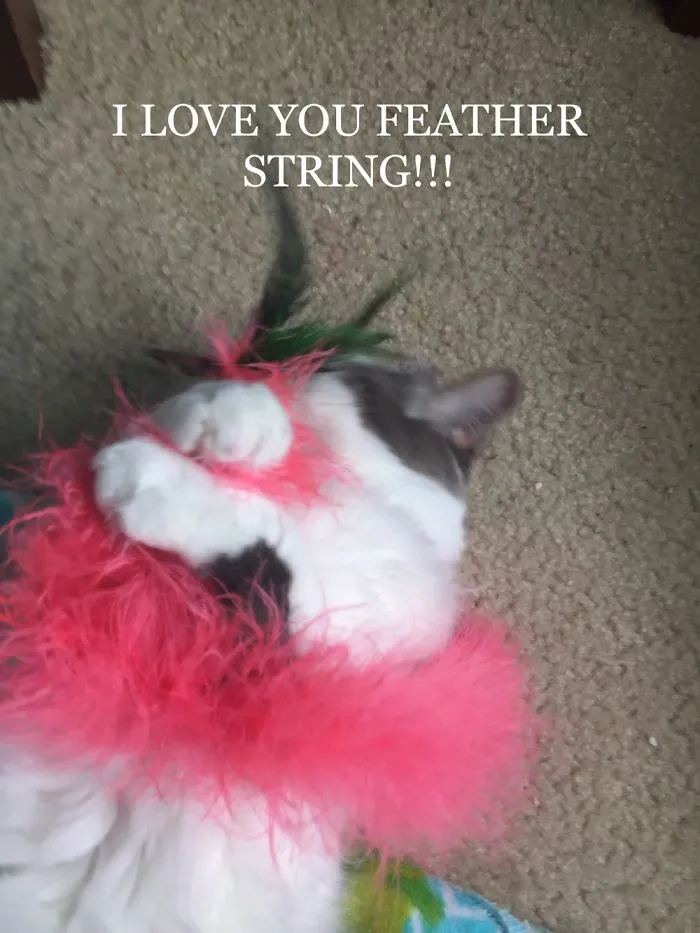 My Cat Hugs Her Toys Instead Of Ripping Them Apart