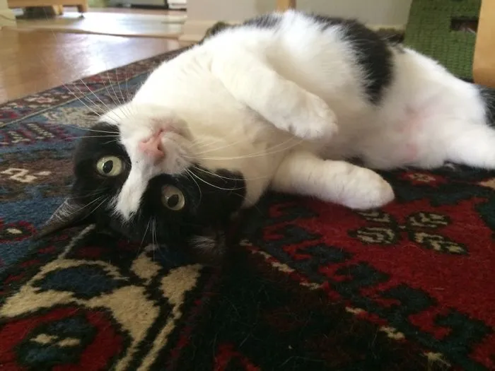 Queen Of Derp