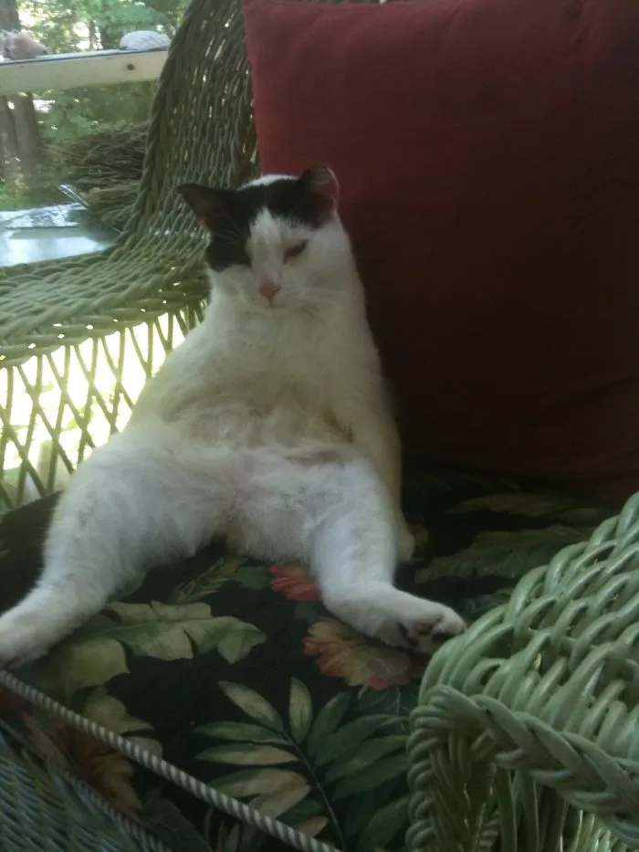Bunny Often Sits Like This