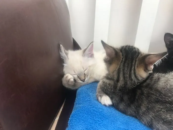 Can't Stay Awake While In Deep Thought....