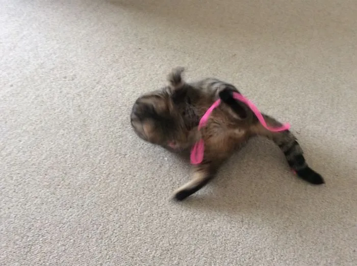 My Cat Being The Weirdo They Are