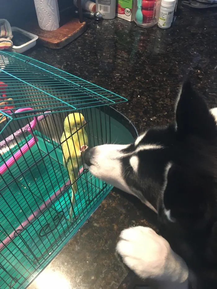 Buddies