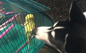 Buddies