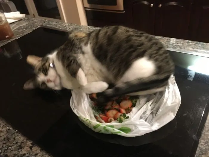 Kitty Loves Strawberries. She's Laying In A Bag Of Strawberry Hulls