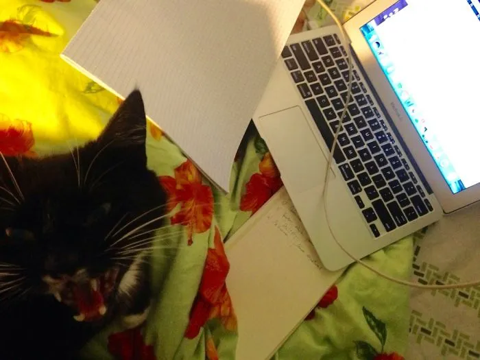 Strongly Opinionated And Will Bite The S*** Out Of Competitors. My Bussiness Partner Mittens.