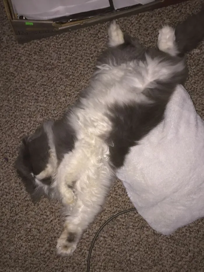 Mochi's Favorite Napping Position