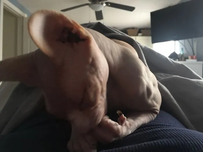 Showing Off His Pipes And Chewing His Nails... The Sights I Wake Up To!