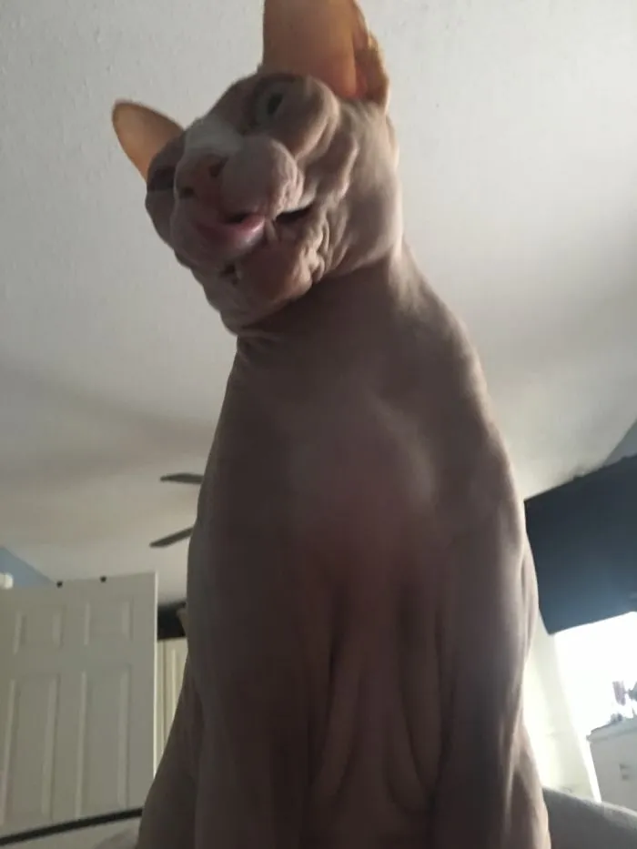 And Another Shot Of What I Wake Up To. Our Boy, Nugget!