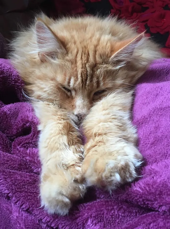 Our Eric The Red Sleeps Like This.
