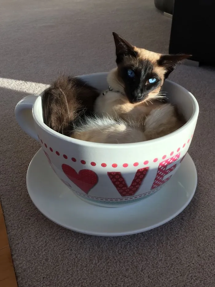 More Proof Cats Are A Liquid.  Giant Tea Cup Full Of Love.