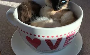 People Are Sharing Pics Of Their Cats Acting Weird (Add Yours)