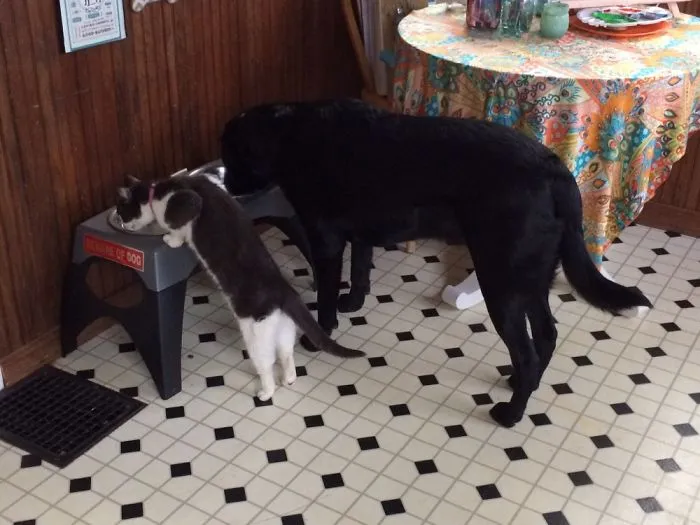 Dice Loves To Drink The Dogs Water