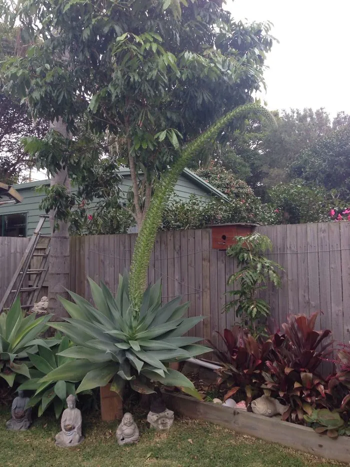 I Found A Giant Flower :o