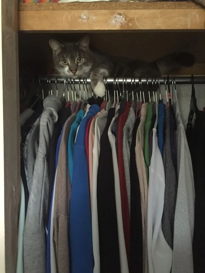 Figaro Likes To Play Hide And Seek