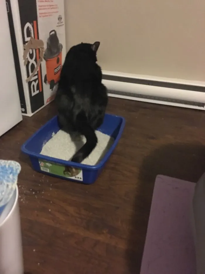 My Cat Always Does This..