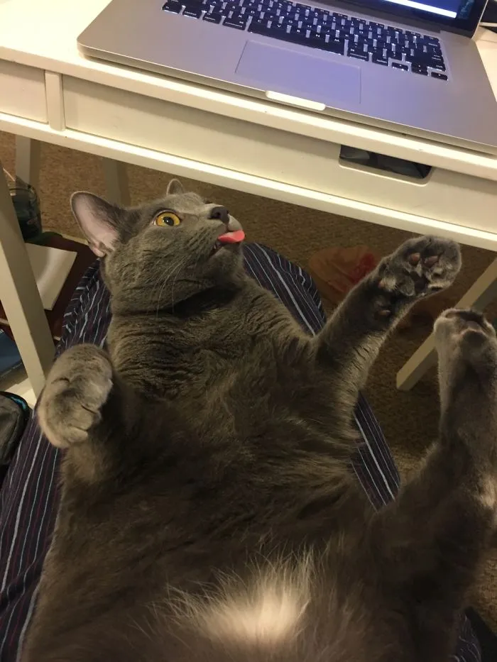 Cat Error