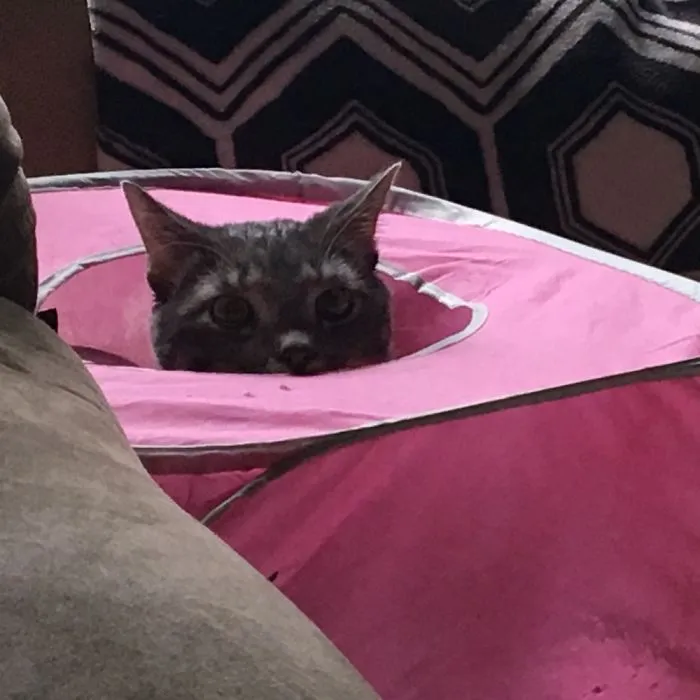 Boo
