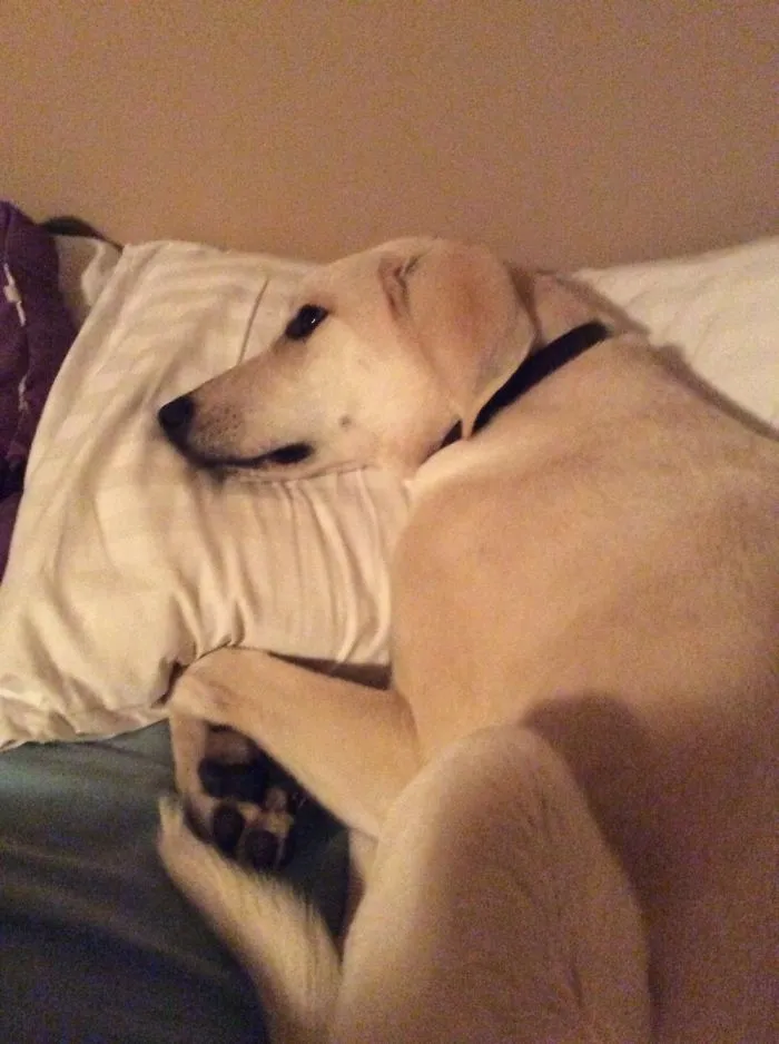 He Thinks He Is A Human