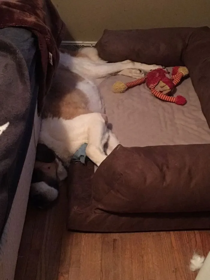 You're Doing It Wrong Doggo