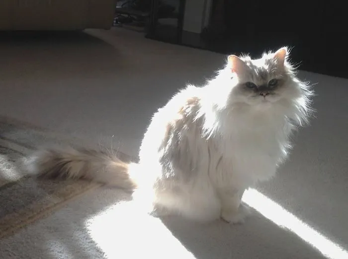 Snowball Sun Silhouette