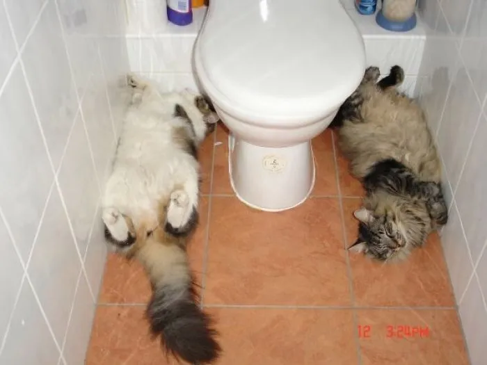 Sleeping Weirdos