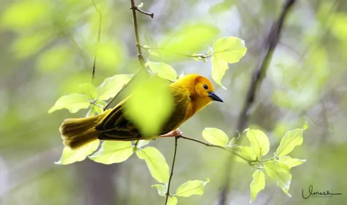 Yellow Beauty