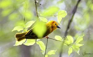 Yellow Beauty