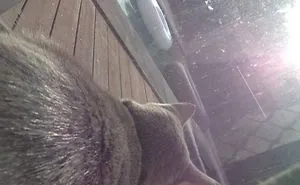 188 Cats Who Love Sun More Than Anything