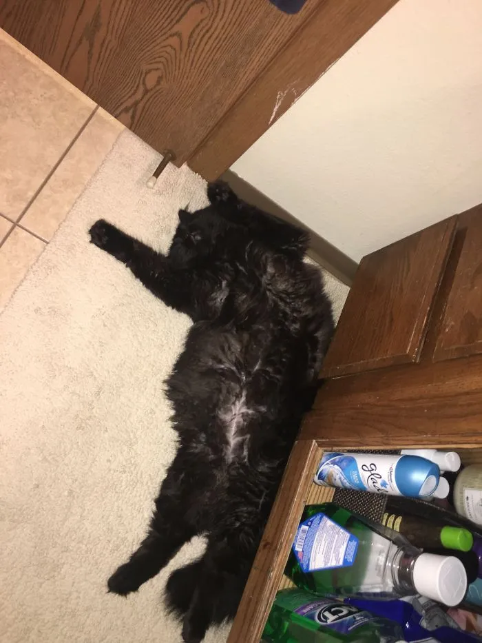 Her Favorite Place To Sleep Is The Bathroom... While I'm In It