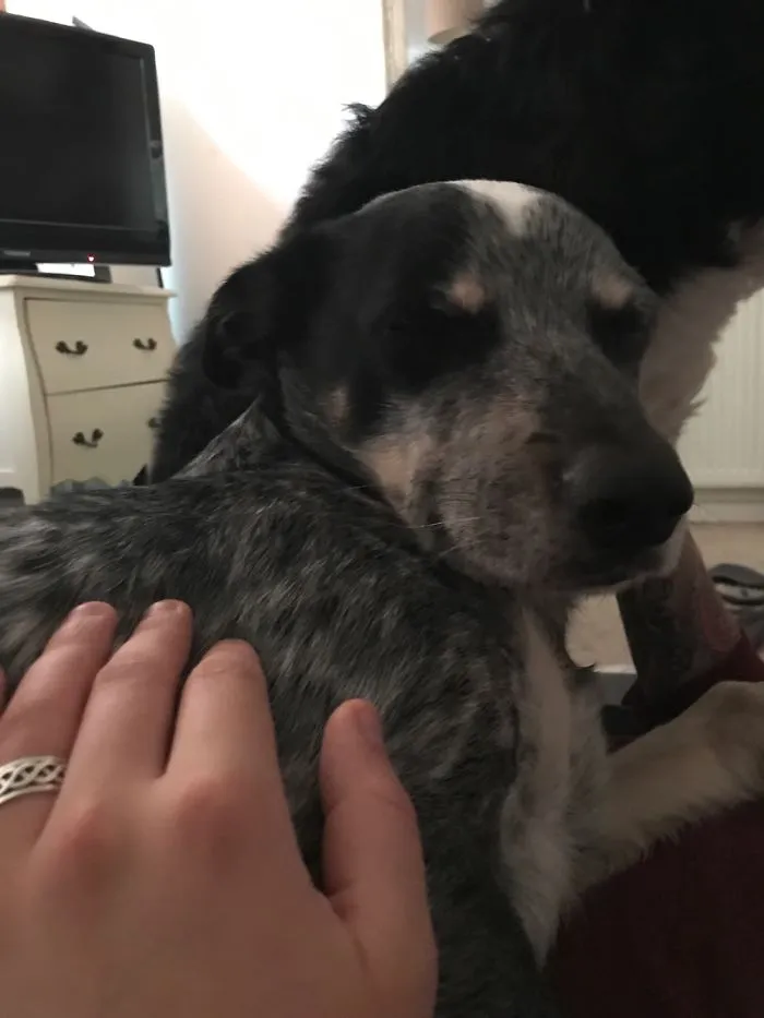 My Dog Murphy Smiles Iike This Every Morning