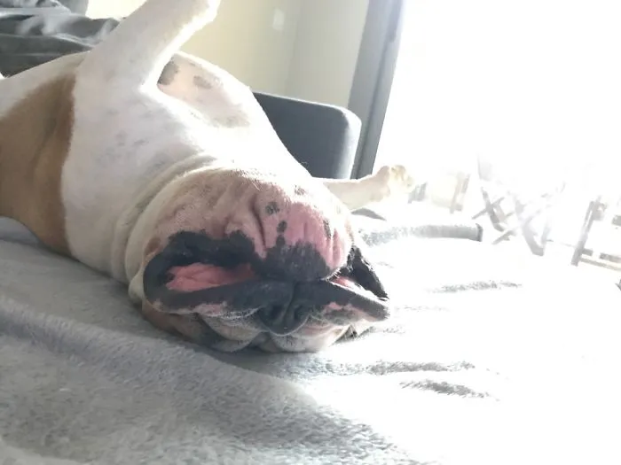My Bulldog's Daily Nap Position 🤣🐶