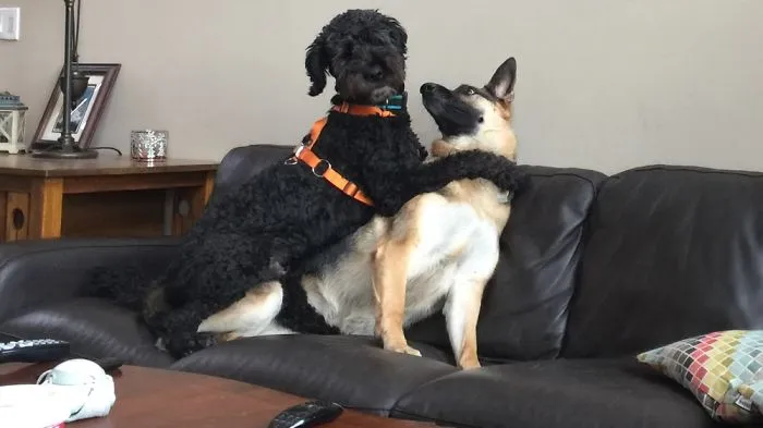 Finn (l) Loves His Girl Calypso