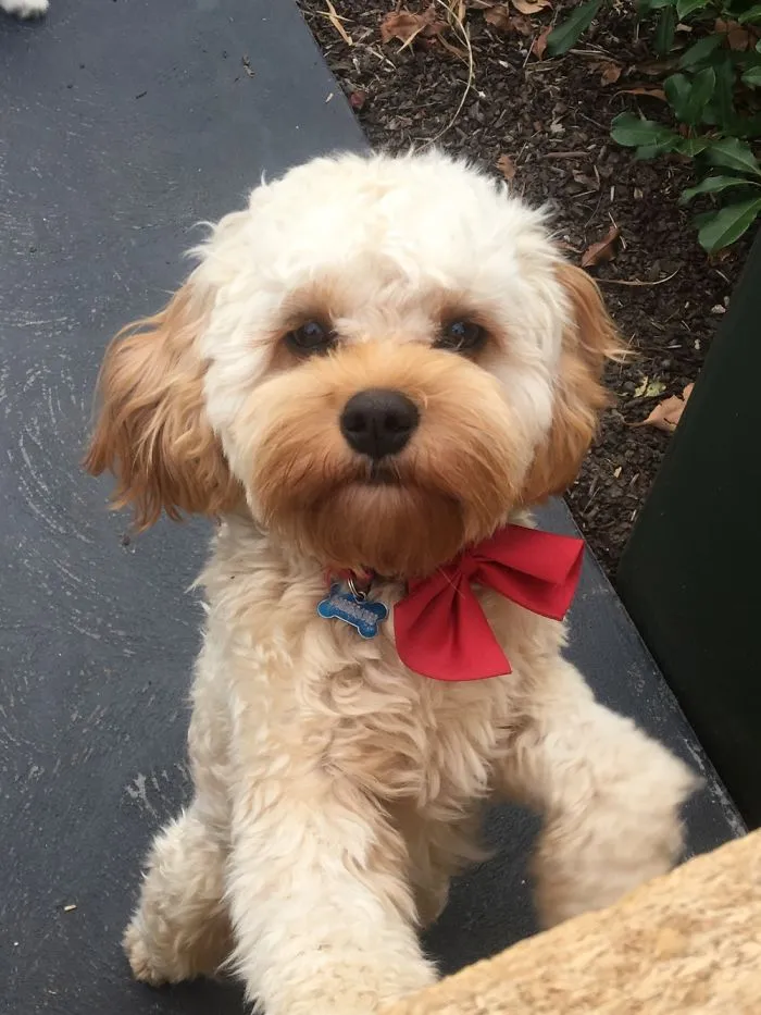Charlie Bear