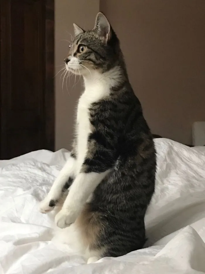 How Skittles Sits When A Dog Walks By.