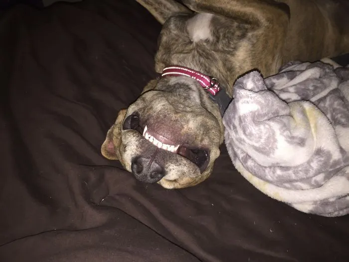 My Love Bailey. Cheese!