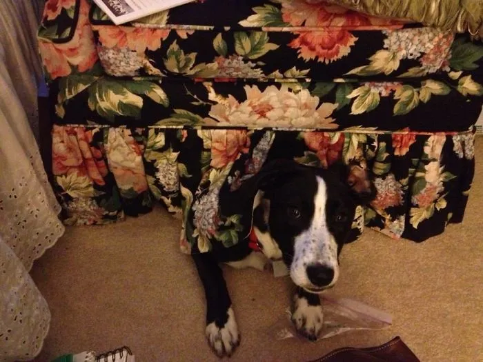 I Couldn't  Find Her Then She Popped Out From Hiding!  I Had Been Sitting There For An Hour!