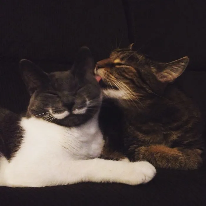 Kisses From Mochi