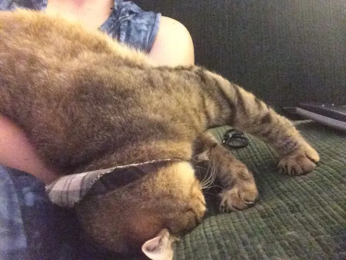 Doc Likes To Get High (off The Nip) And Then Sit In My Lap Like This
