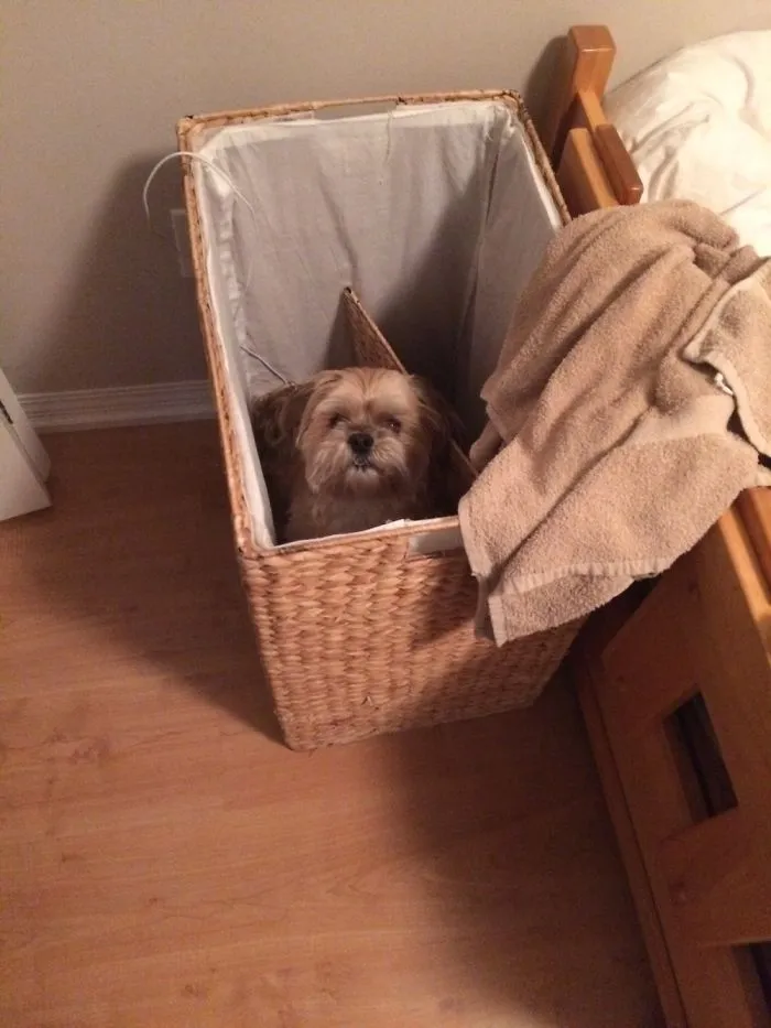 I Heard Scratching And Found My Dog Stuck In The Hamper..