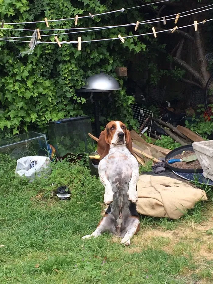 Charles,  My Meerdog.