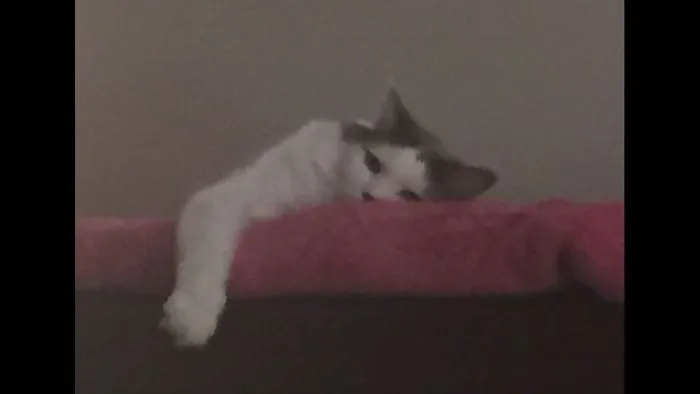 I Gave My Cat A Bit Of Catnip Then Got On My Phone. She Stared At Me Like This All Night...