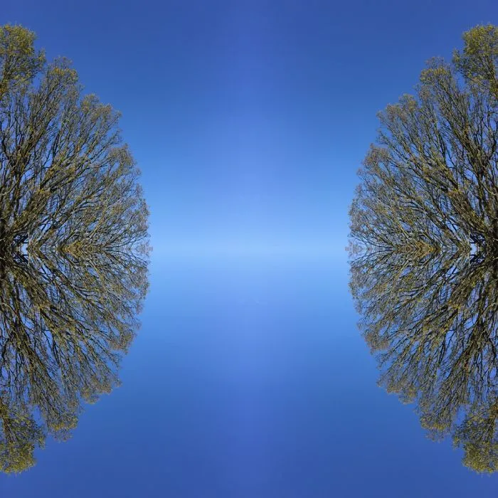 Symmetrees