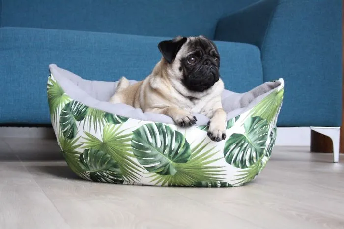These Pugs Have The Hardest Job