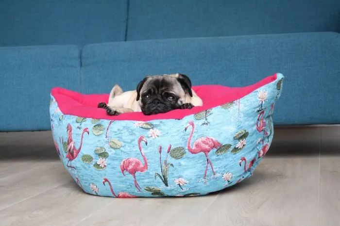 These Pugs Have The Hardest Job